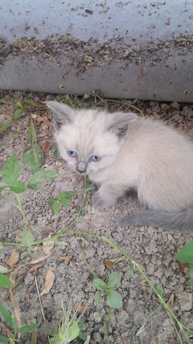 Отдам котят срочно