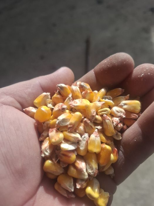 Porumb boabe de vanzare