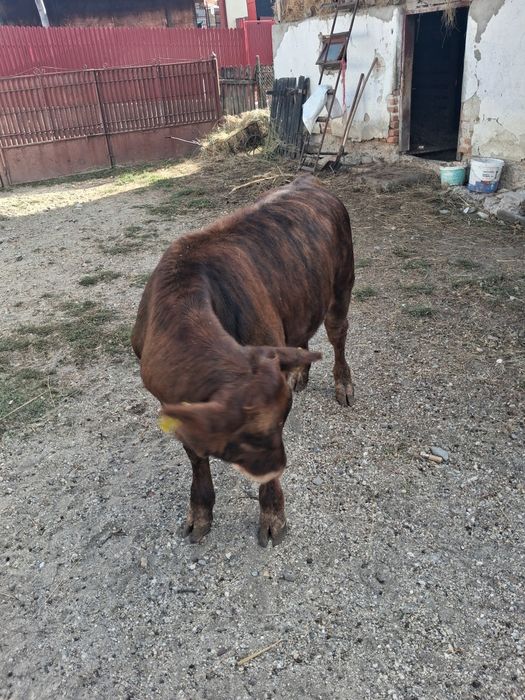Taurasi angus roșu