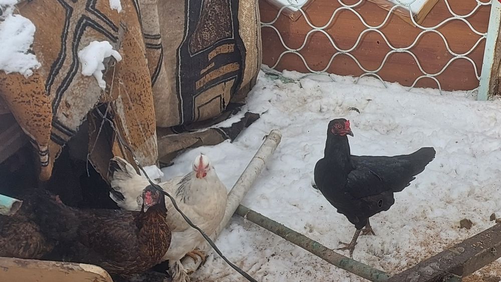 Курицы 9штук 1петух