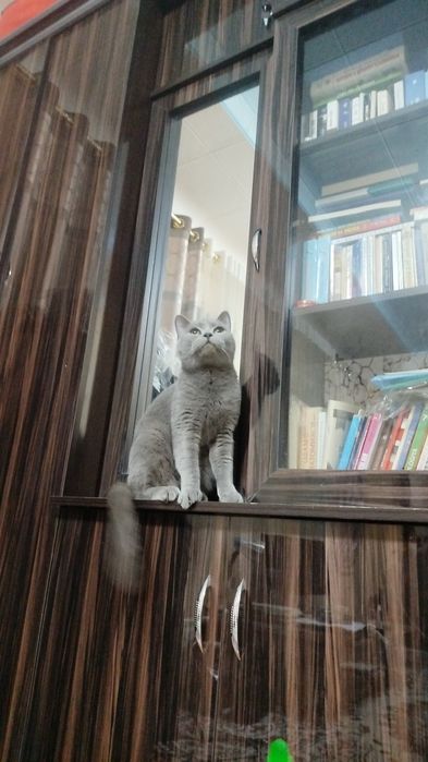 Mushuk qiz bola mushik