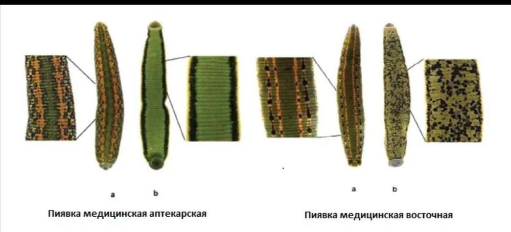 Suluk пиявка медицинская