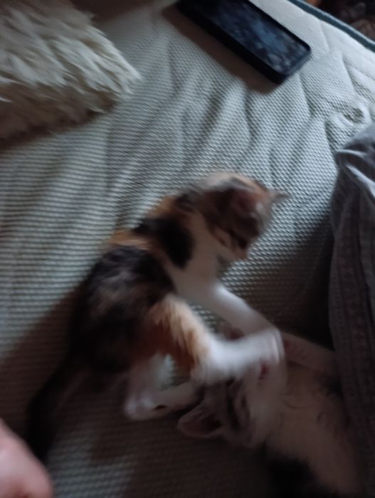 Сладки малки котенца