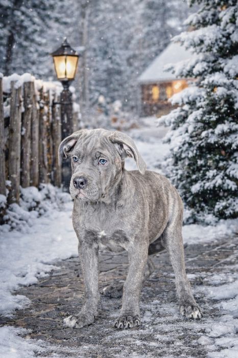 кане корсо девочка