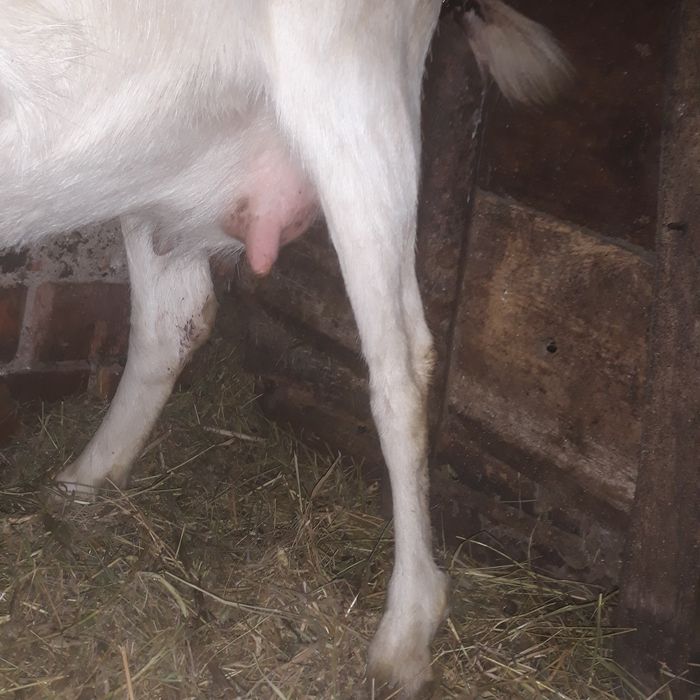 Vând  capră Sanen cu o ieduta