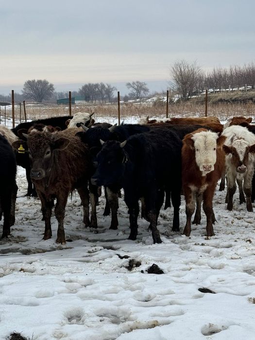 Продам бычков срочно Букалар сатамын