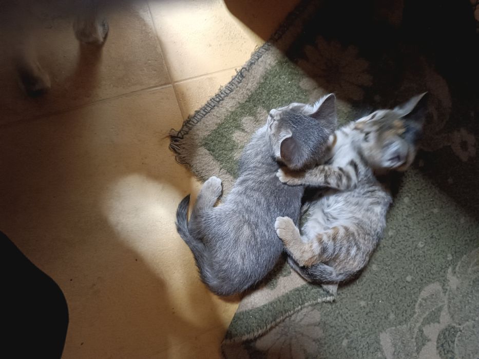 Отдам котят в хорошие руки