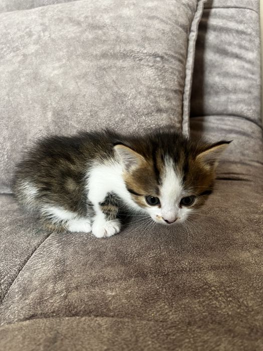Котенок 1 месяц очень красивый