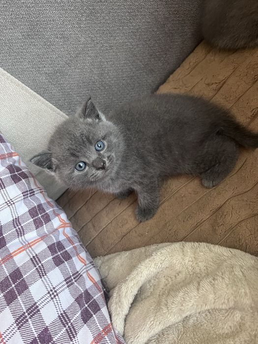 Продам котят британцев