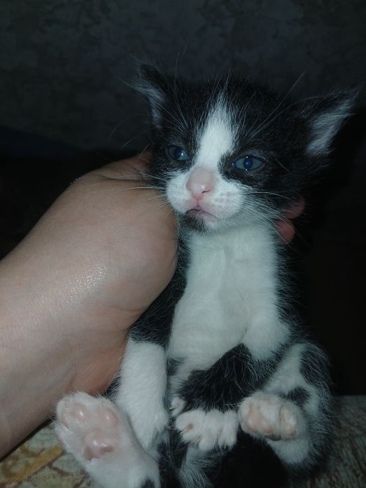 От дам котят в хорошие руки