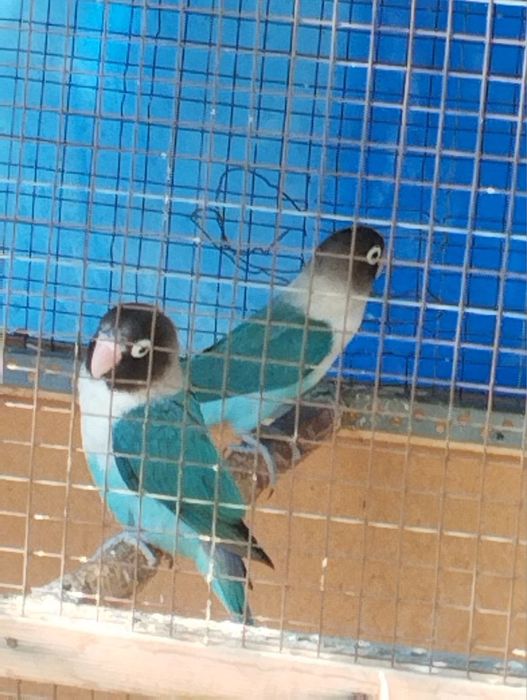 Продаются неразлучники