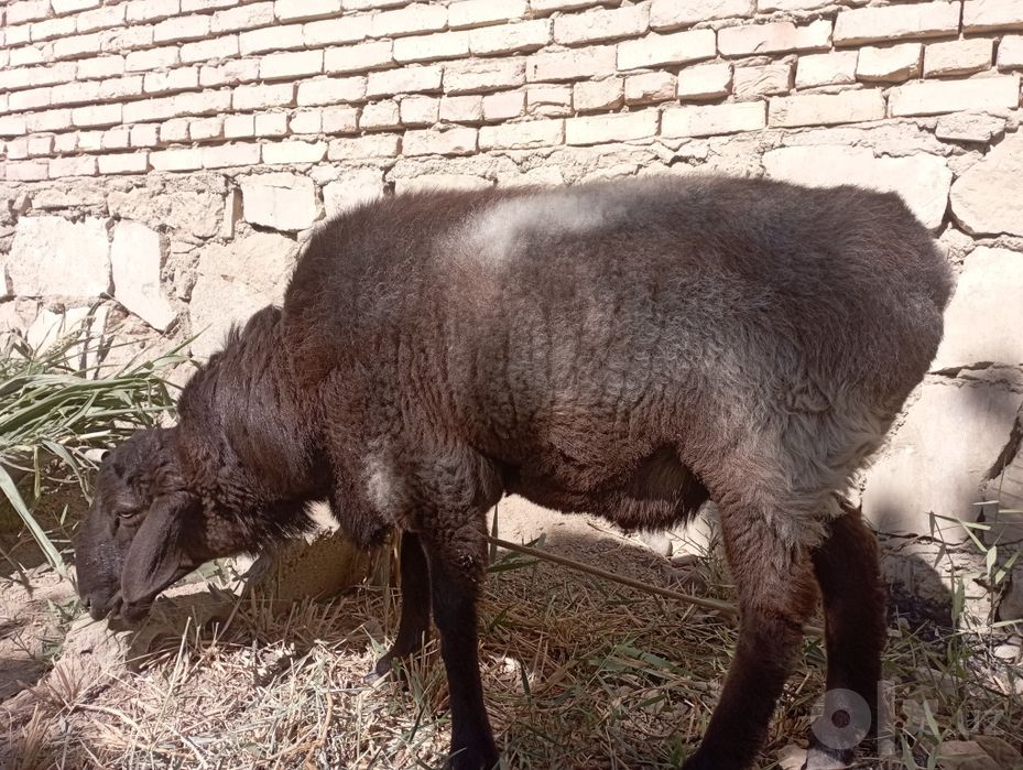 Buxoro tuman Buxoro viloyati