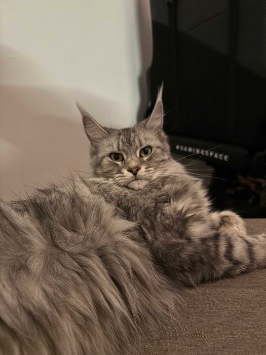 Женски Maine Coon (Мейн кун)