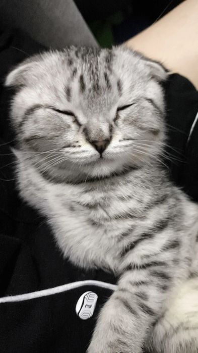 Продаётся породистый шотландский вислоухий котенок (скоттиш фолд)