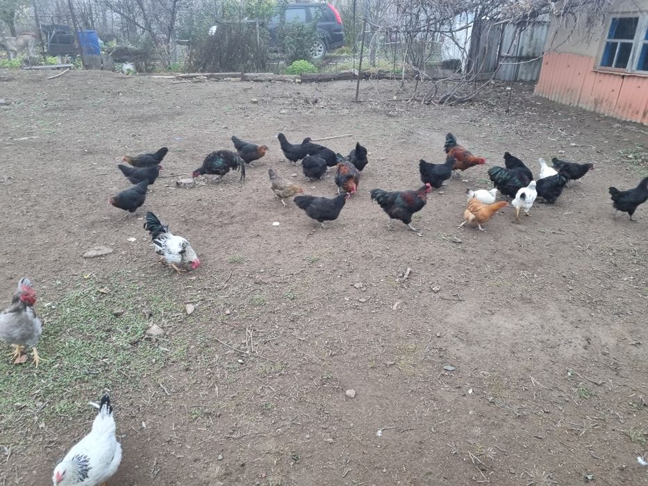 Продам курей, петухов