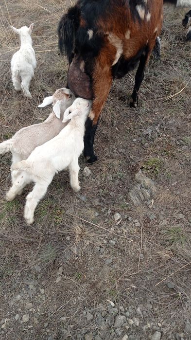 Продам альпонубйских козочек.
