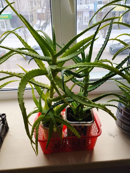 Алое вера 2000 тенге