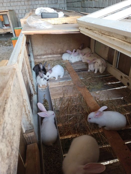 Куйон боллани сотлади 30-45 кунлик