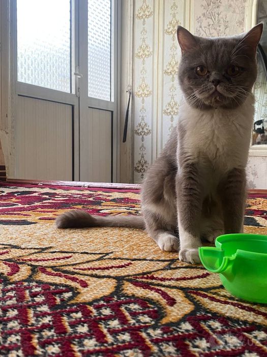 Кошка 500минг сум