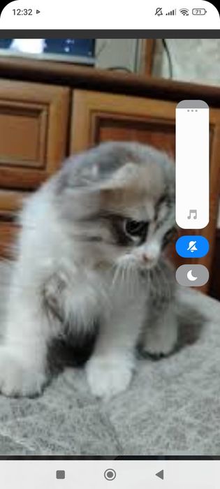 Бриташка 1,5  месяцев..