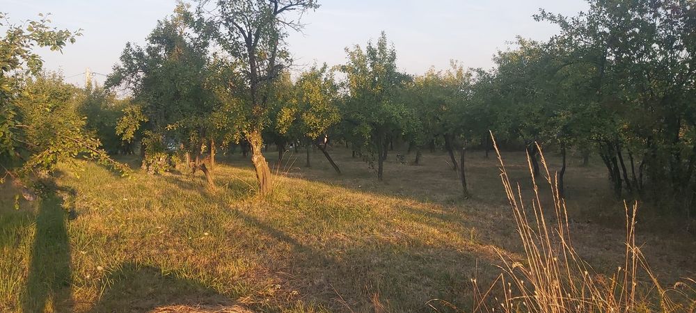 Vand teren intravilan+extravilan Cobia/Dambovita