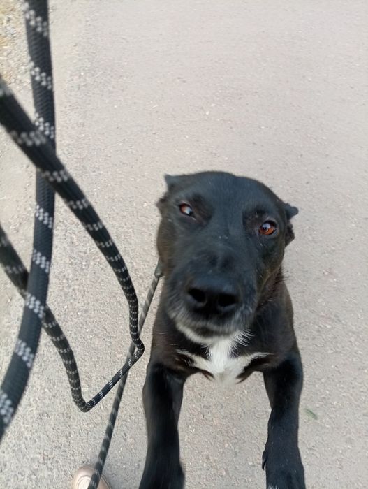 Славный пёс  ищет хозяина