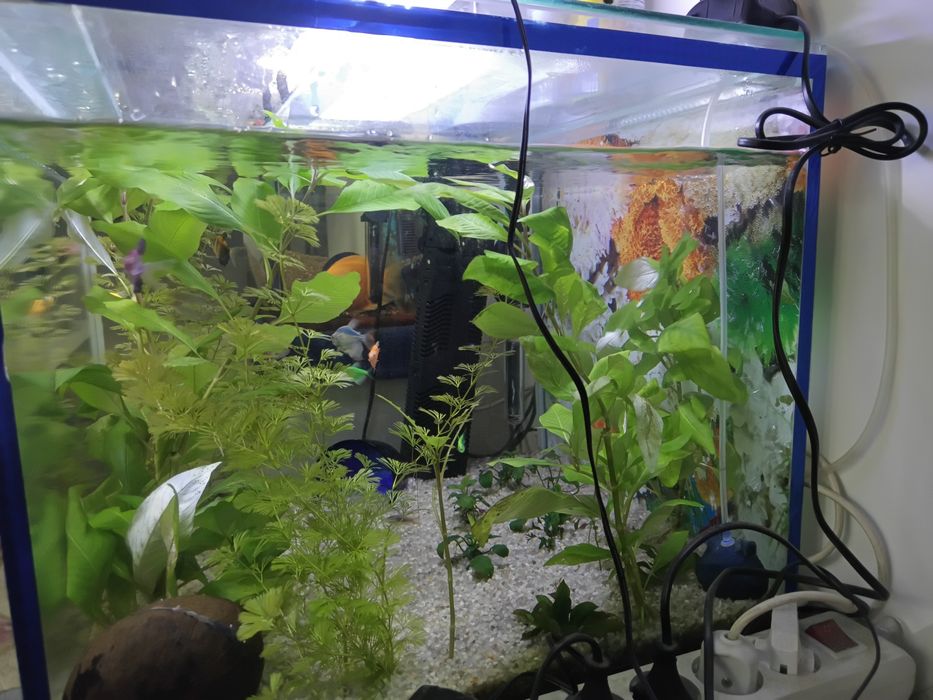 Продам аквариумы