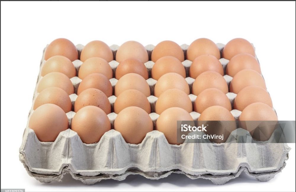 Яйцо для инкубатора