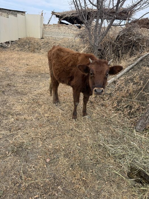 Соғлом ғуножин йеб ичиши сўр уйни моли