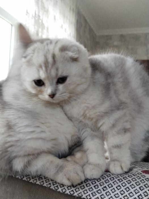 Продам котенка,мальчик