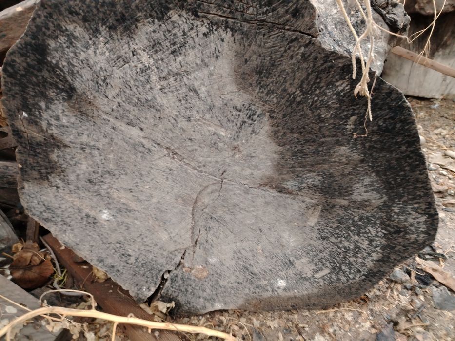 Yongoq daraxtini tonkalari