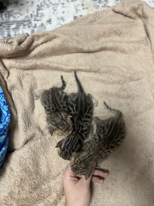 Бронь бенгальских котят