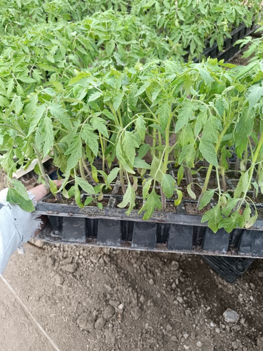 Разсад розови Домати