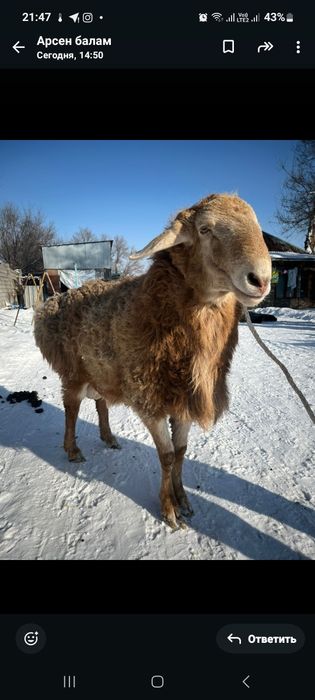 Кошкар арашан екі жасар