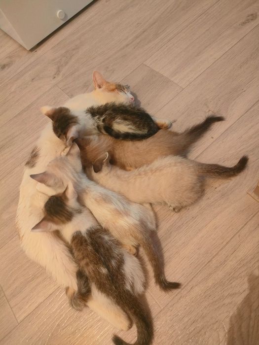 Отдам котят в добрые руки..к лотку приучены. Кушают сами