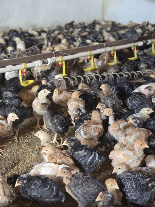 Pui rasa mixta calitate superioara