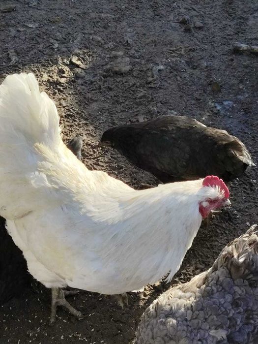 Продаю чистокровных петухов Джерсийский гигант  5000 тг