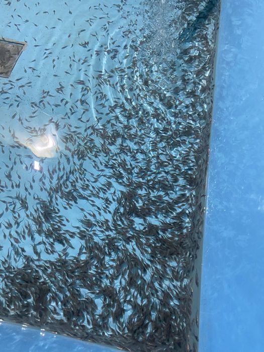 Малёк осетра 3-6гр срочно