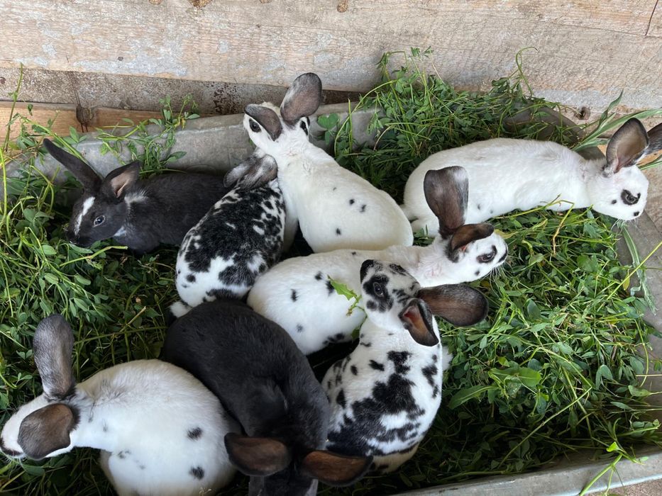 iepuri rex dalmatian