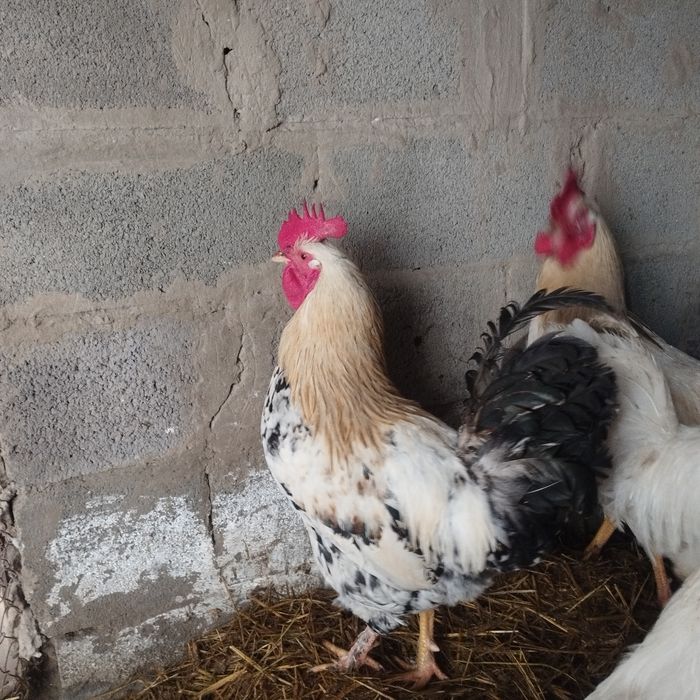 Продам куры домашние