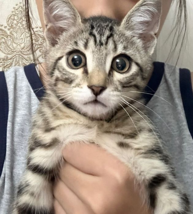Котенок-мальчик отдам бесплатно