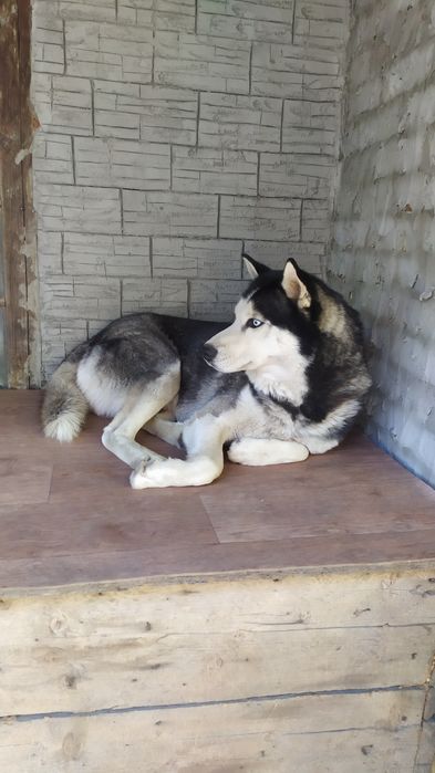 Кобель хаски для вязки