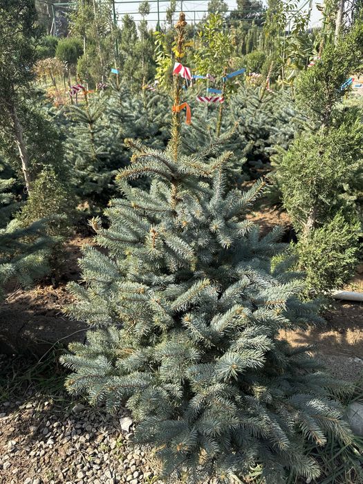 Galubayel archa sotiladi