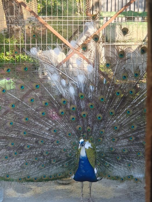 Vând păun mascul !