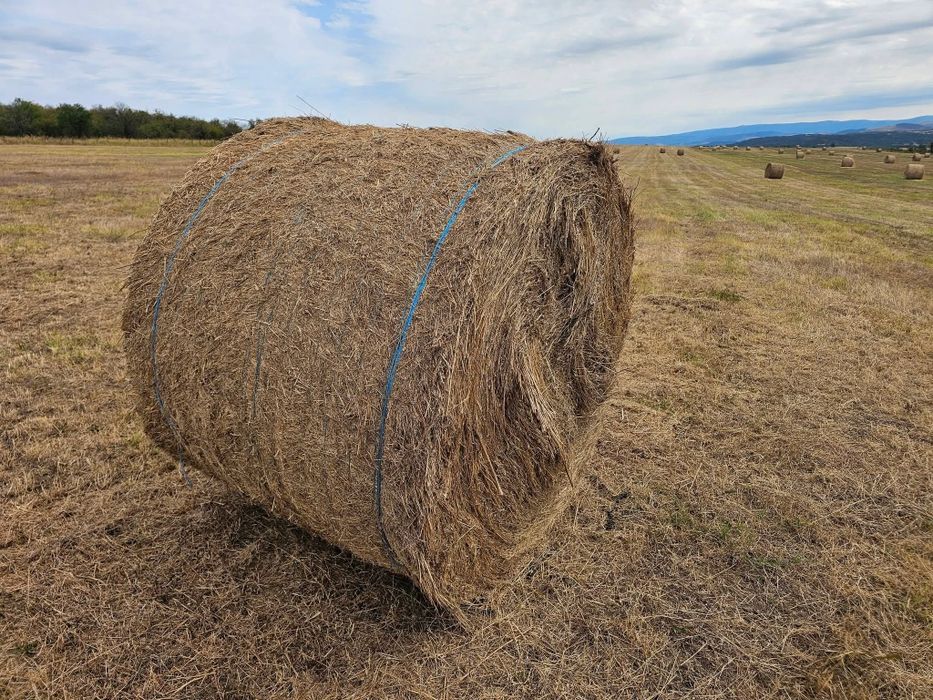 Vând baloți 120x140 2026 de fan certificat eco