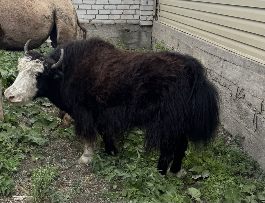 Продам яка самку