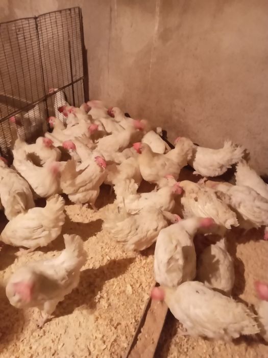 Куры-несушки белые.