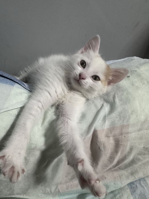 котенок, 2-3 месяца