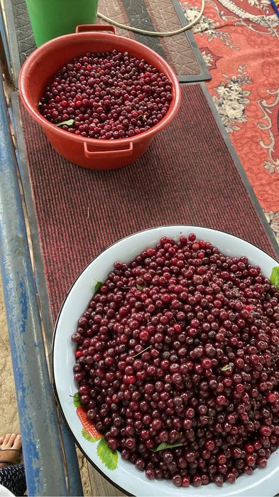 Продам вишню домашнюю