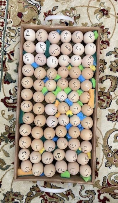 Инкубационные яйца Брама.